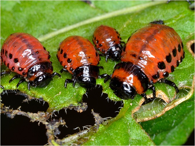 Colorado potato beetle larvae chewing on a leaf.